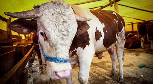 Kurbanlık Hissesi Bin TL’den Başlıyor